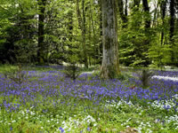 Bluebell Woodlands